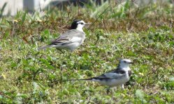 IMG_0466 - White Wagtail ssp. @ RDBT.JPG