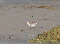 Small-Wader-Cumbria_edited-11.jpg