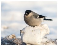 Wuerqihan%20Taiga%20-%20Baikal%20Bullfinch%20%28cineracea%29%20%231-X2.jpg