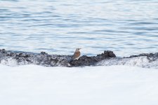 Fieldfare full.jpg