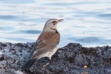 Fieldfare 100% crop.jpg