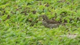 IMG_0530 Buff-bellied Pipit 2 @ Rdbt.JPG