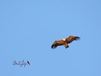 2015.05.06 Griffon Vulture.JPG