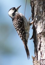 194 Red Cockaded Woodpecker 4-4-2015.jpg