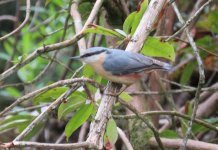 nuthatch 008.jpg