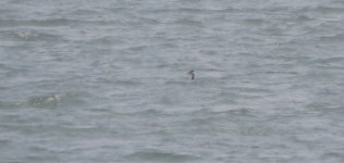 IMG_1152 GC Grebe @ RDBT.JPG