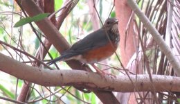 IMG_1157 Grey-backed Thrush (1st winter) .JPG