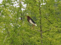 Chinese Pond Heron.jpg