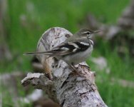 Forest Wagtail.jpg