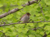 Little Bunting.jpg