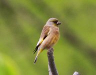 Oriental Greenfinch.jpg