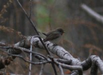 Red-throated Flycatcher.jpg