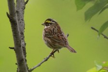 Yellow-browed Bunting.jpg