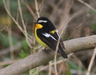 Yellow-rumped Flycatcher.jpg