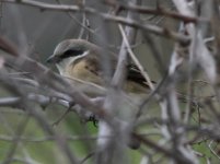 Brown Shriek lucionensis.jpg