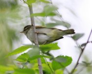 Eastern Crowned Warbler.jpg