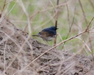 Siberian Blue Robin.jpg