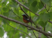 White-throated Rock Thrush.jpg