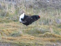 black grouse 2.jpg