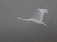 Mute Swan _X7A3377.JPG