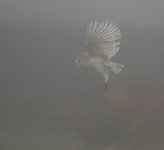 Barn Owl _X7A3341.JPG