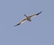 Snow Goose _X7A3961.JPG