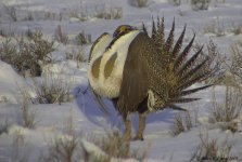 greater sage-grouse (game) 133_3348 critique.jpg