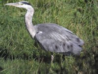 1st Sept Herons 079.jpg