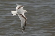 littlegull230506a.jpg