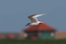 sandwichtern280506b.jpg