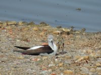 2015.05.12 Black-winged Stilt & chick.JPG