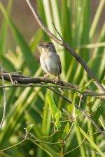 198 Bachman Sparrow 4-11-2015.jpg