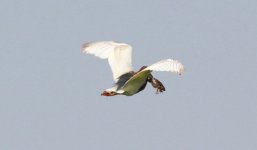 Chinese Pond Heron.jpg