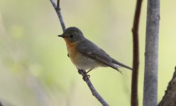 Mugimaki Flycatcher.jpg