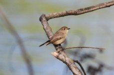 Red-throated Flycatcher female.jpg