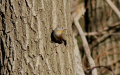 Red-throated Flycatcher.jpg