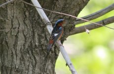 White-throated Rock Thrush.jpg