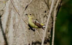 Yellow-rumped Flycatcher female.jpg