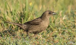 226 Shiny Cowbird - Female  6-3-2014.jpg