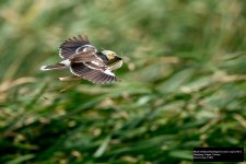 Black-collared Starling 4.jpg