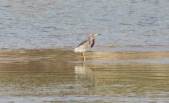 Chiense Pond Heron.jpg