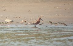 Curlew Sandpiper.jpg