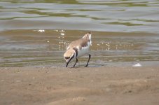 Kentish Plover.jpg