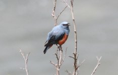 Blue Rock Thrush.jpg