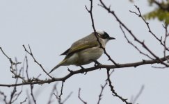 Chinese Bulbul.jpg