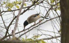 Chinese Grosbeak.jpg