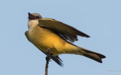 215 Tropical Kingbird  2 4-25-2015.jpg