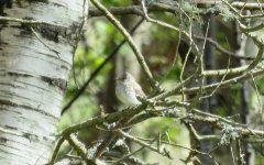 whinchat 045.JPG