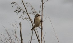 Chinese Penduline Tit.jpg