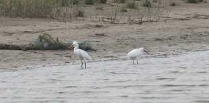 Egrets.jpg